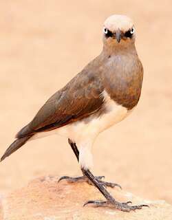 费氏丽椋鸟 / Fischer’s Starling / Lamprotornis fischeri