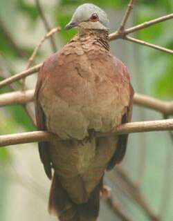 棕胸鹑鸠 / Chiriqui Quail-Dove / Zentrygon chiriquensis