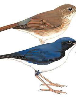 蓝歌鸲 / Siberian Blue Robin / Larvivora cyane