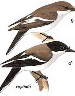 褐背鹊鵙 / Brown-backed pied shrike