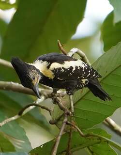 黑棕斑啄木鸟 / Black-and-buff Woodpecker / Meiglyptes jugularis