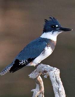 带鱼狗 / Belted Kingfisher / Megaceryle alcyon