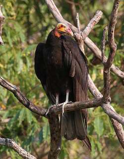 小黄头美洲鹫 / Lesser Yellow-headed Vulture / Cathartes burrovianus