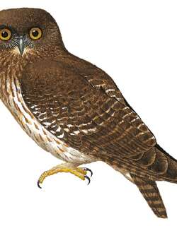 阿默岛鹰鸮 / Manus Boobook / Ninox meeki