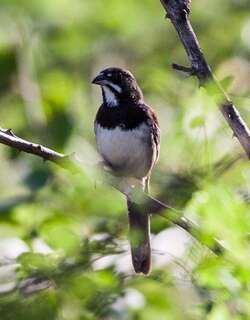 黑胸猛雀鹀 / Black-chested Sparrow / Peucaea humeralis