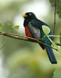 白眼美洲咬鹃 / Choco Trogon / Trogon comptus
