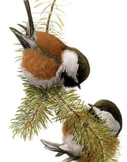 栗背山雀 / Chestnut-backed Chickadee / Poecile rufescens