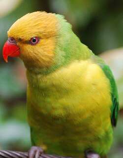 褐头绿鹦鹉 / Olive-headed Lorikeet / Trichoglossus euteles