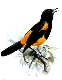 圣卢拟鹂 / St. Lucia Oriole / Icterus laudabilis