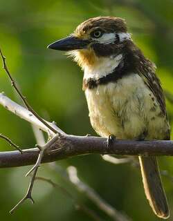 黄喉蓬头䴕 / Russet-throated Puffbird / Hypnelus ruficollis