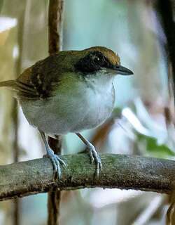 灰胸蚁鸟 / Ash-breasted Antbird / Myrmoborus lugubris