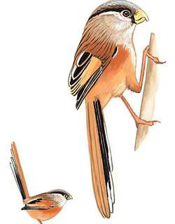震旦鸦雀 / Reed Parrotbill / Calamornis heudei