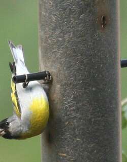 加州金翅雀 / Lawrence’s Goldfinch / Spinus lawrencei