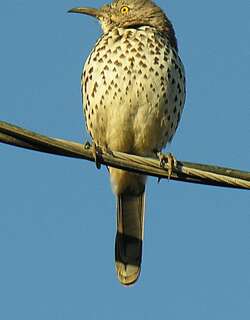灰弯嘴嘲鸫 / Grey Thrasher / Toxostoma cinereum