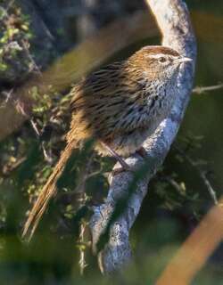 新西兰大尾莺 / New Zealand Fernbird / Poodytes punctatus
