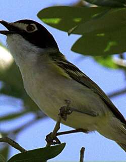 黑顶莺雀 / Black-capped Vireo / Vireo atricapilla