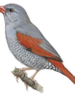 红嘴斑腹雀 / Red-billed Pytilia / Pytilia lineata