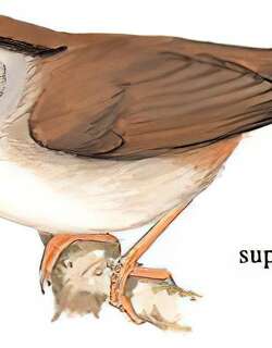 褐顶雀鹛 / Dusky Fulvetta / Schoeniparus brunneus