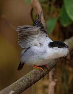 白须娇鹟 / White-bearded Manakin / Manacus manacus