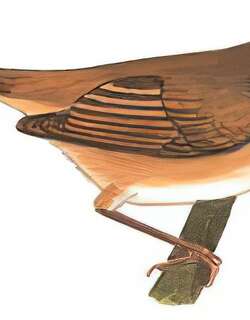 远东苇莺 / Manchurian Reed Warbler / Acrocephalus tangorum