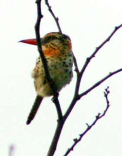 斑背蓬头䴕 / Caatinga Puffbird / Nystalus maculatus