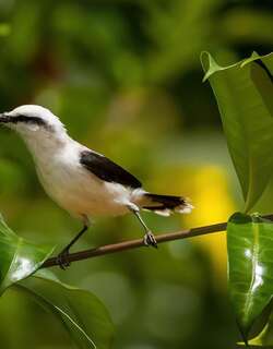 花脸水霸鹟 / Masked Water Tyrant / Fluvicola nengeta