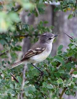 白腹姬霸鹟 / White-bellied Tyrannulet / Serpophaga munda