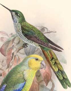 灰嘴慧星蜂鸟 / Grey-bellied Comet / Taphrolesbia griseiventris