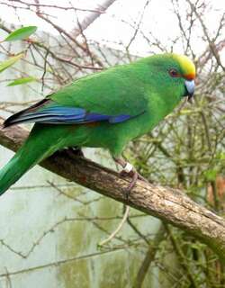 橙额鹦鹉 / Malherbe’s Parakeet / Cyanoramphus malherbi
