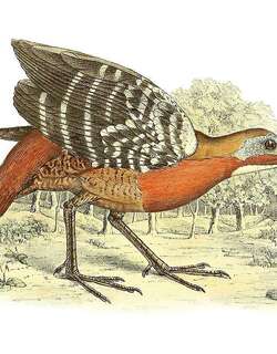 马岛林秧鸡 / Madagascan Wood Rail / Mentocrex kioloides