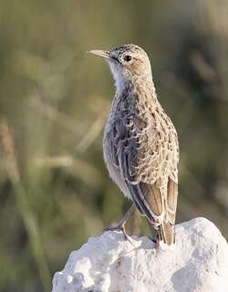 钉踝百灵 / Spike-heeled Lark / Chersomanes albofasciata