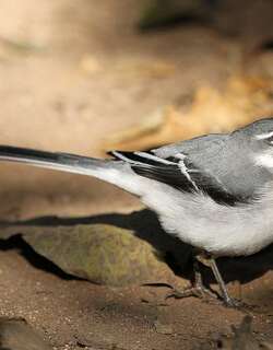 非洲山鹡鸰 / Mountain Wagtail / Motacilla clara