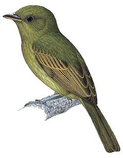 太平洋扁嘴霸鹟 / Pacific Flatbill / Rhynchocyclus pacificus