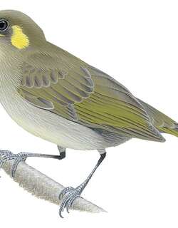 华丽吸蜜鸟 / Elegant Honeyeater / Microptilotis cinereifrons