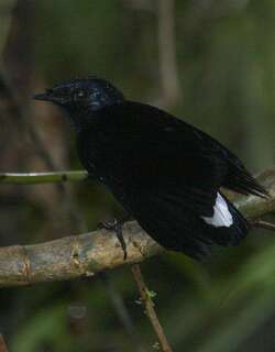 丝尾阔嘴鹟 / Taveuni Silktail / Lamprolia victoriae