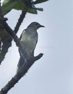 沼泽鹎 / Swamp Palm Bulbul / Thescelocichla leucopleura