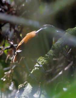 黑腹食蚊鸟 / Black-bellied Gnateater / Conopophaga melanogaster