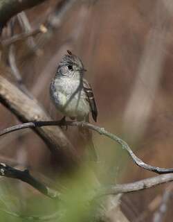 墨西哥霸鹟 / Pileated Flycatcher / Xenotriccus mexicanus
