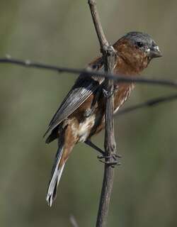 栗食籽雀 / Chestnut Seedeater / Sporophila cinnamomea