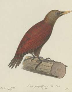 小栗啄木鸟 / Maroon Woodpecker / Blythipicus rubiginosus