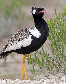 白翅黑鸨 / Northern Black Korhaan / Afrotis afraoides