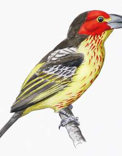 维氏拟䴕 / Vieillot’s Barbet / Lybius vieilloti