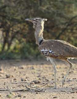 灰颈鹭鸨 / Kori Bustard / Ardeotis kori