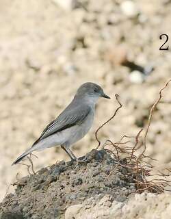 赭颈地霸鹟 / Ochre-naped Ground Tyrant / Muscisaxicola flavinucha