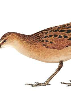 淡胁秧鸡 / Plain-flanked Rail / Rallus wetmorei