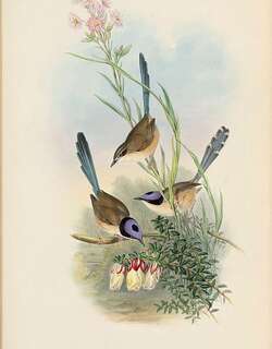 紫冠细尾鹩莺 / Purple-crowned Fairywren / Malurus coronatus