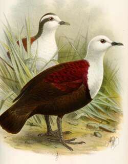 白领鸡鸠 / Polynesian Ground Dove / Pampusana erythroptera