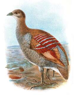 摩鹿加塚雉 / Moluccan Megapode / Eulipoa wallacei