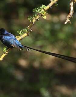 辉蓝维达雀 / Steel-blue Whydah / Vidua hypocherina