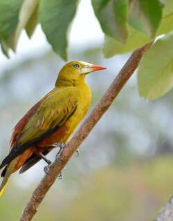 绿拟椋鸟 / Green Oropendola / Psarocolius viridis